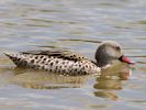 Cape Teal (WWT Slimbridge July 2012) - pic by Nigel Key